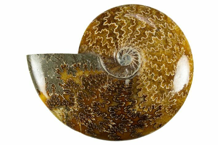 Polished Cretaceous Ammonite (Cleoniceras) Fossil - Madagascar #303903